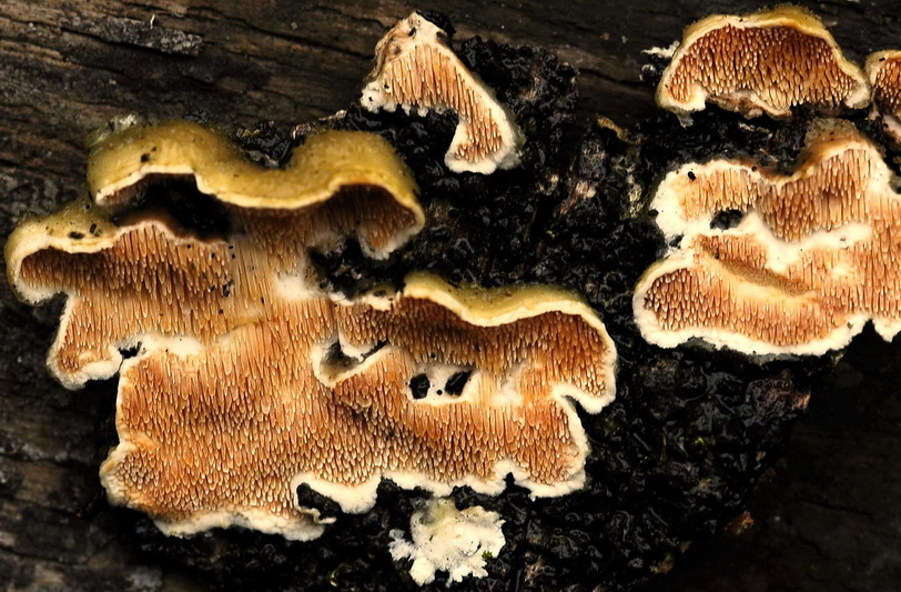 Steccherinum bourdotii
